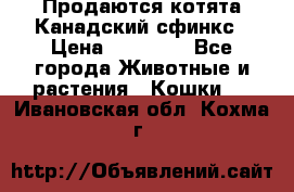 Продаются котята Канадский сфинкс › Цена ­ 15 000 - Все города Животные и растения » Кошки   . Ивановская обл.,Кохма г.